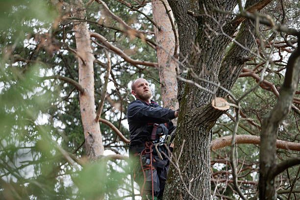 Best Tree Cabling and Bracing  in Stanford, KY